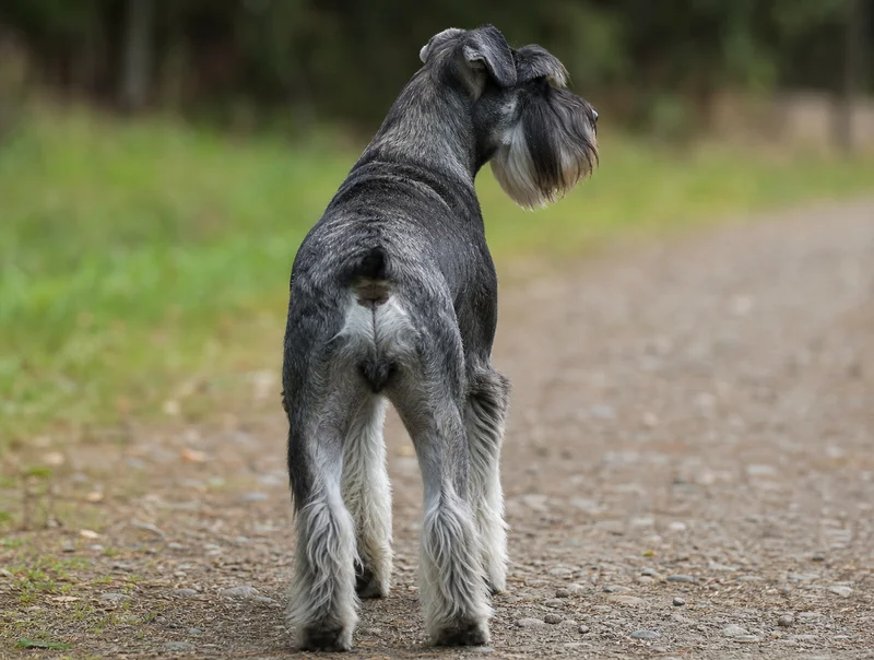 Standard Schnauzer — rear