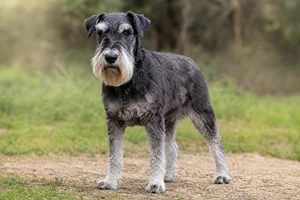 Standard Schnauzer — senior