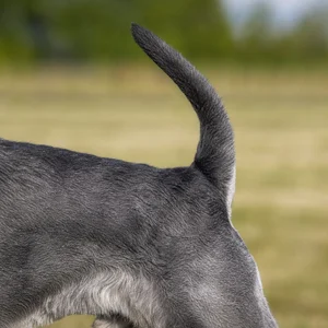 Standard Schnauzer — tail
