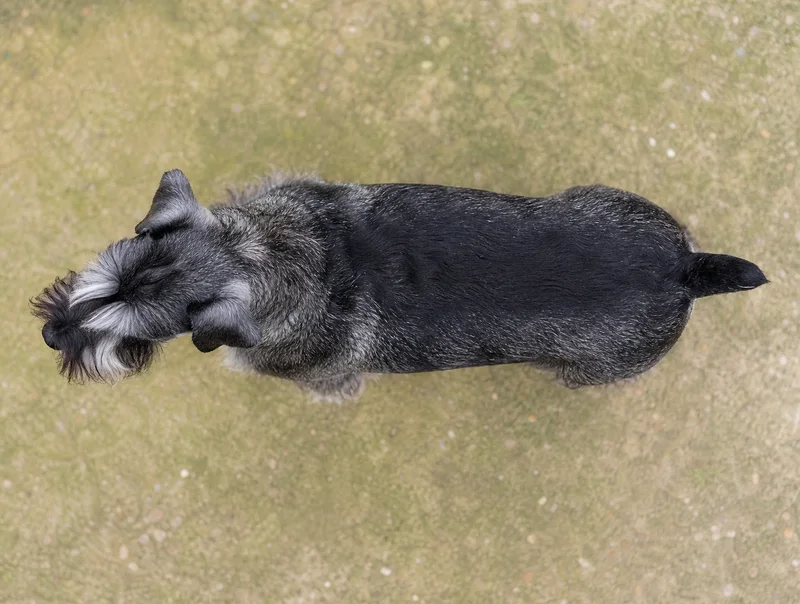 Standard Schnauzer — top