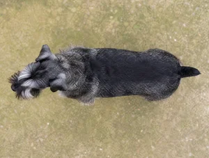 Standard Schnauzer — top