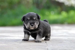 Standard Schnauzer — young puppy (~1 mo)