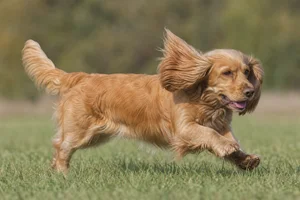 Sussex Spaniel — running