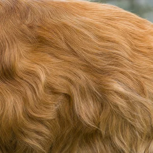 Sussex Spaniel — coat texture