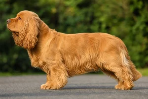 Sussex Spaniel — golden coat