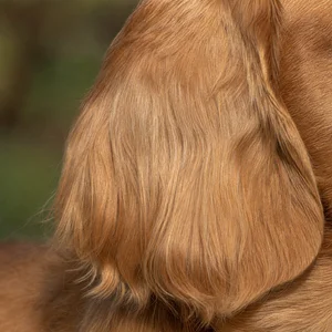 Sussex Spaniel — ears
