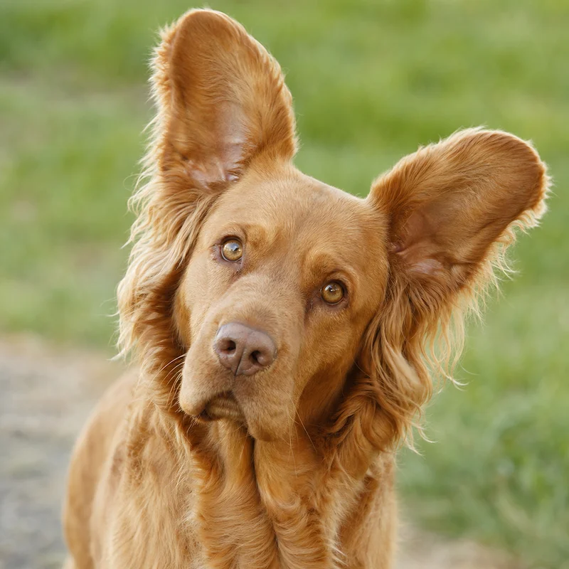 Sussex Spaniel — alert