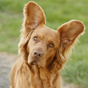 Sussex Spaniel — alert