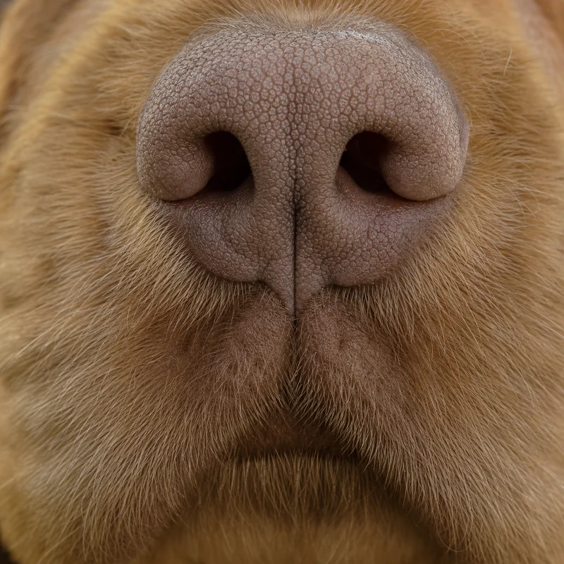 Sussex Spaniel — nose