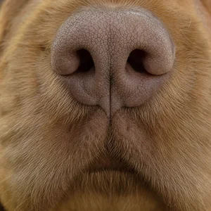 Sussex Spaniel — nose