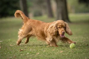 Sussex Spaniel — playing