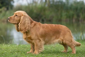 Sussex Spaniel dog