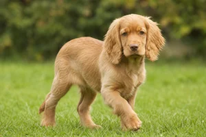 Sussex Spaniel — puppy (~4 mo)