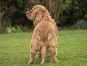 Sussex Spaniel — rear