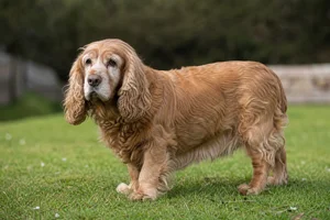 Sussex Spaniel — senior