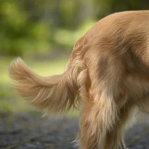 Sussex Spaniel — tail