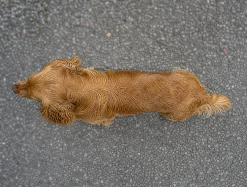 Sussex Spaniel — top