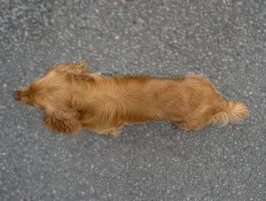 Sussex Spaniel — top