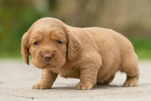 Sussex Spaniel — young puppy (~1 mo)