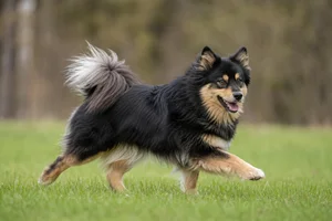Swedish Lapphund — running