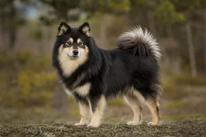 Swedish Lapphund — adult