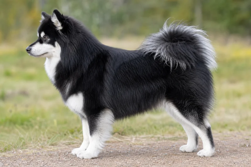 Swedish Lapphund — Black and White coat