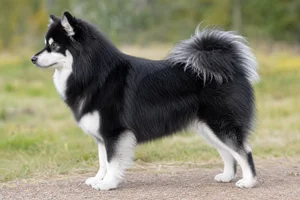 Swedish Lapphund — Black and White coat