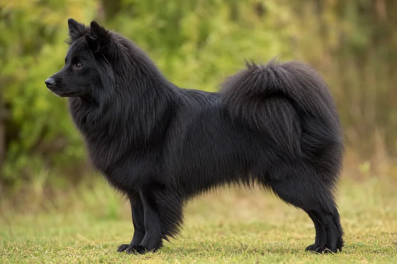 Swedish Lapphund — Black coat