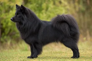 Swedish Lapphund — Black coat