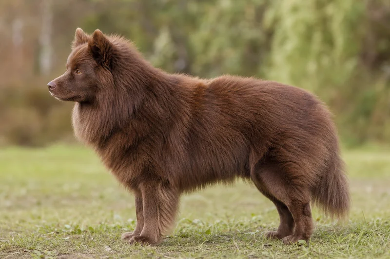 Swedish Lapphund — Brown coat