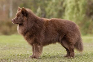 Swedish Lapphund — Brown coat