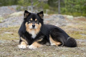 Swedish Lapphund — lying down