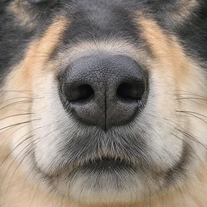 Swedish Lapphund — nose