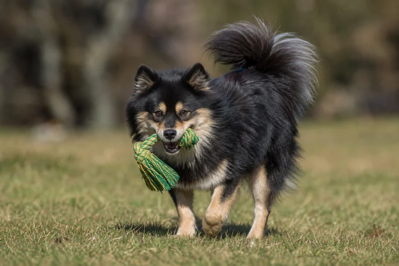 Swedish Lapphund — playing