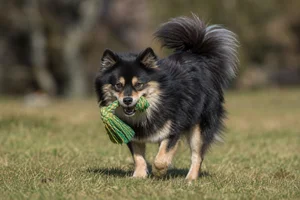 Swedish Lapphund — playing