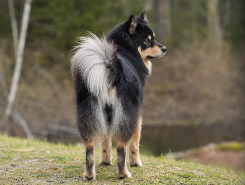 Swedish Lapphund — rear