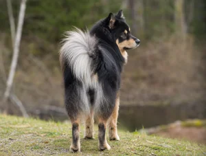 Swedish Lapphund — rear