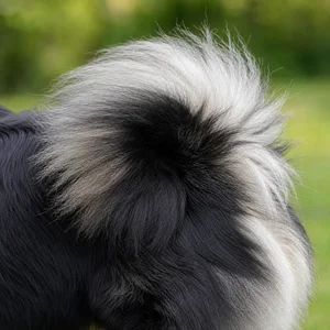 Swedish Lapphund — tail