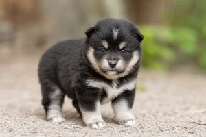 Swedish Lapphund — young puppy (~1 mo)