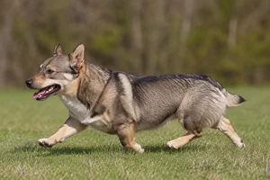 Swedish Vallhund — running