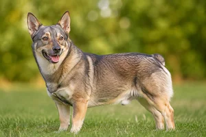 Swedish Vallhund — adult