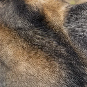 Swedish Vallhund — coat texture