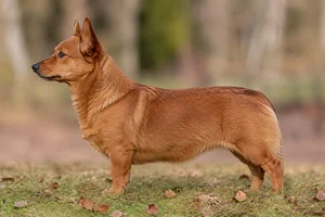 Swedish Vallhund — Red-Brown coat