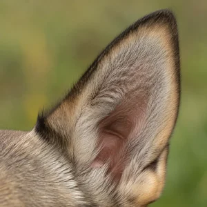 Swedish Vallhund — ears