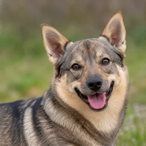 Swedish Vallhund — happy