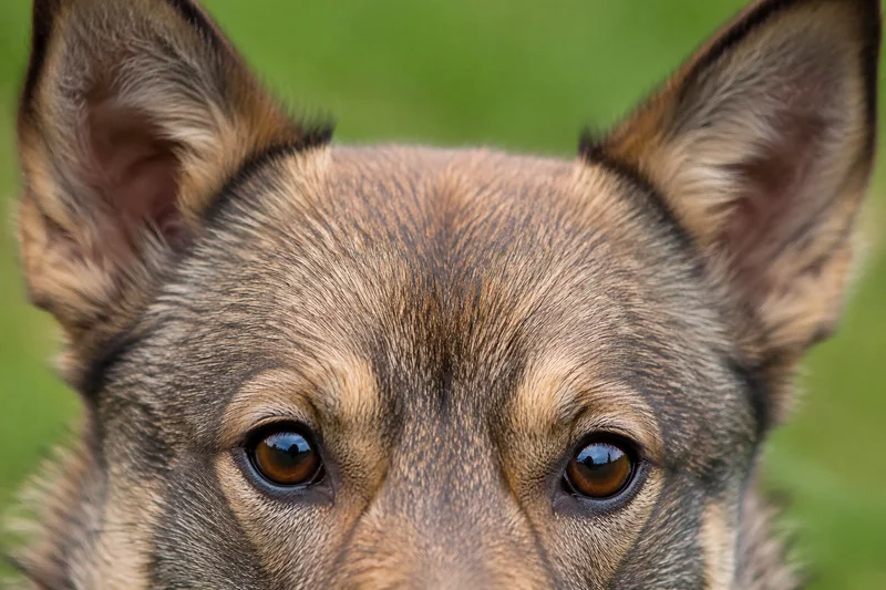 Swedish Vallhund — eyes