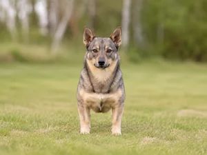 Swedish Vallhund — front