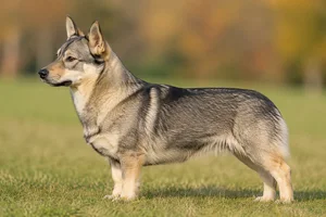 Swedish Vallhund dog