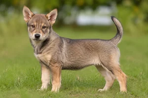 Swedish Vallhund — puppy (~4 mo)