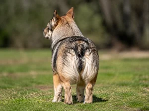 Swedish Vallhund — rear